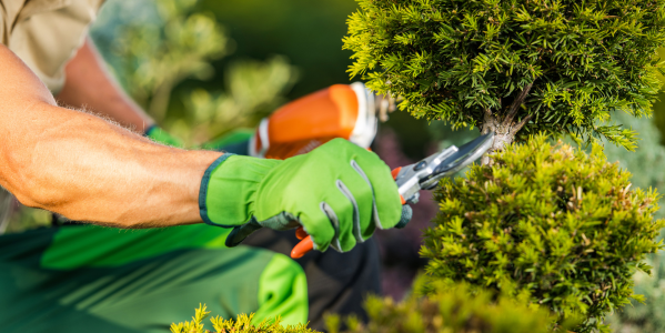 Comment entretenir ses outils de jardin après une saison intensive ?