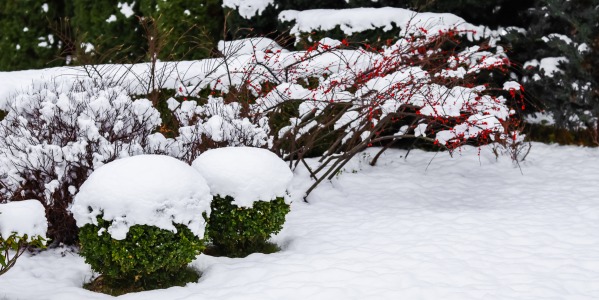 Hiver : comment s’occuper et prendre soin de son jardin ?