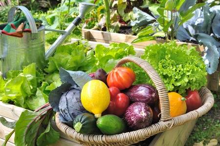 PANIER DE LEGUMES